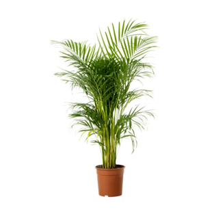 eure lasam chrisalidocarpus lutescens plante en pot